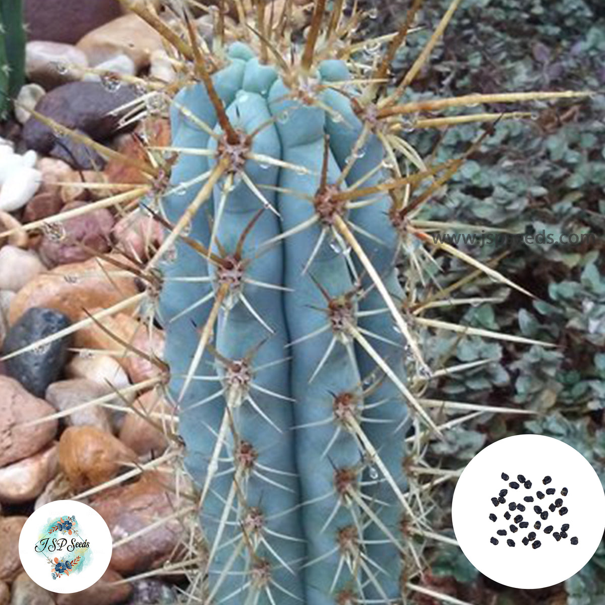 40 Seeds Azureocereus hertlingianus Cactus Succulent seeds