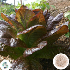 300 Fried Super Red Romaine Lettuce Heirloom Seeds (Vegetable) Non Gmo