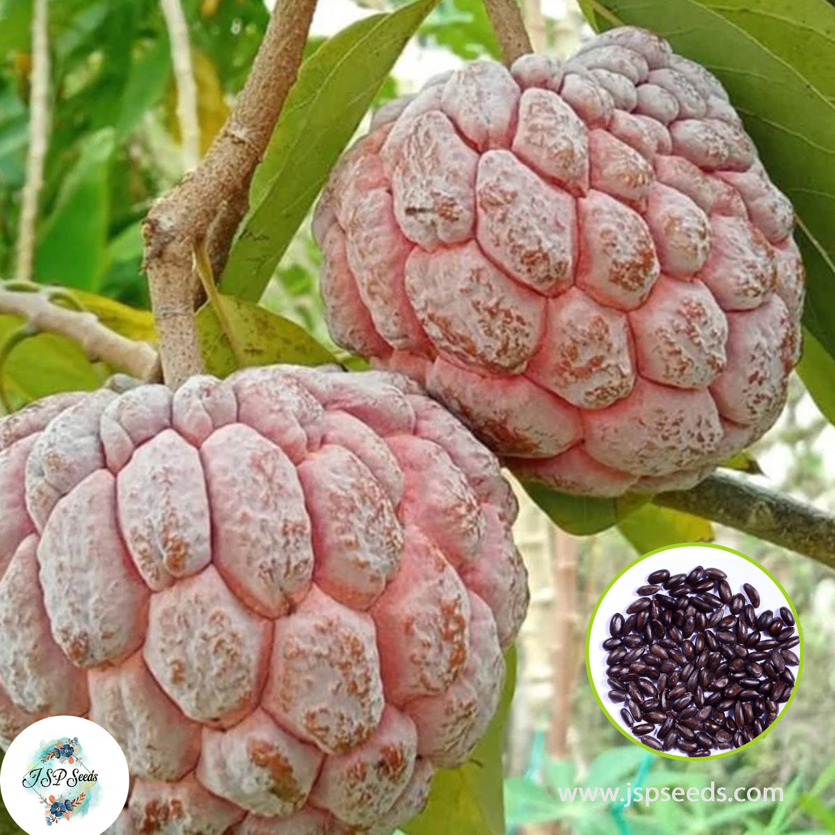 30 Pink Sugar Apple Custard Apple Seeds Annona Seeds Ceylon Seeds Sweet Fruit Plant (Asia Fruit)