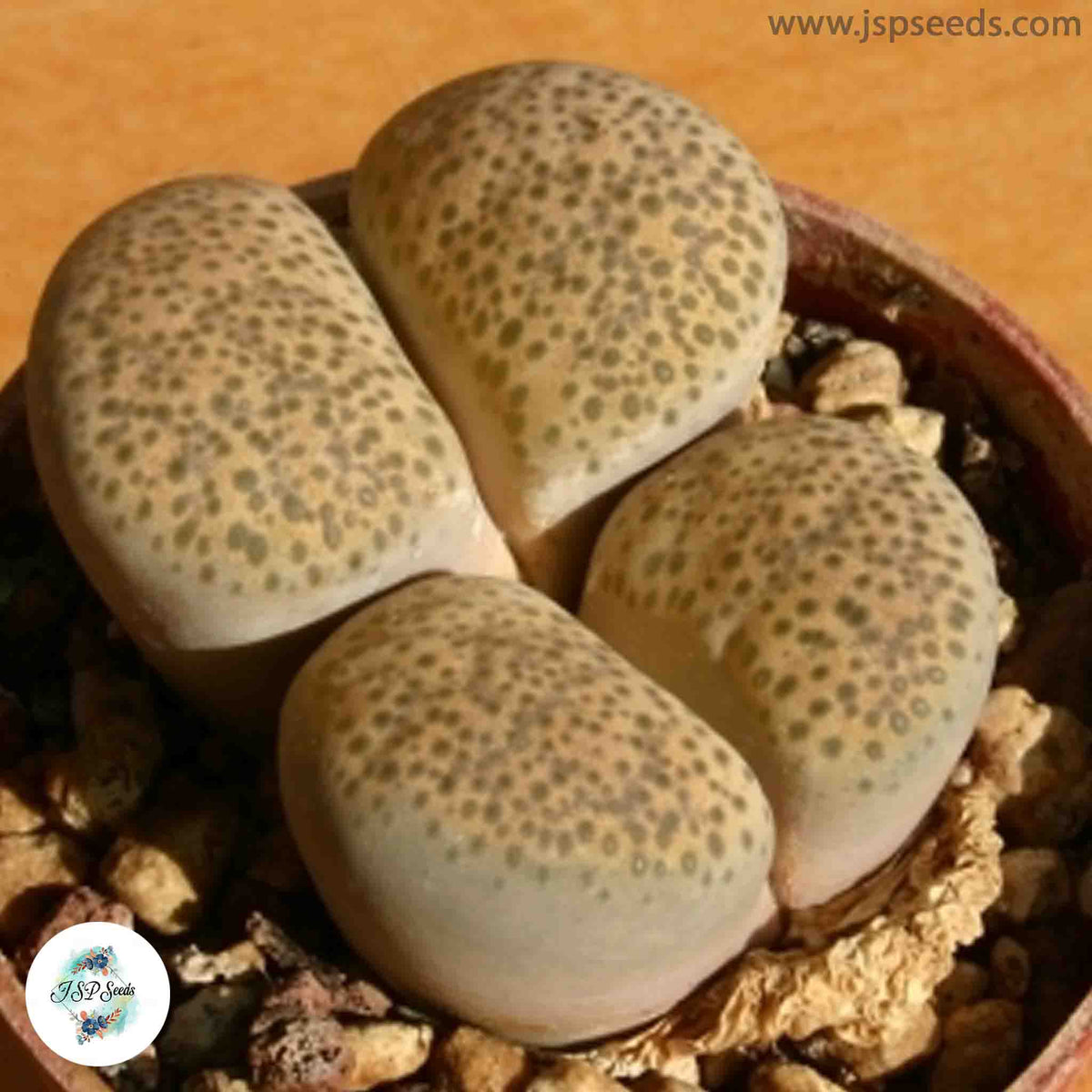 Lithops terricolor C134 (Prince Albert Form) / 40 seeds (Living Stones)