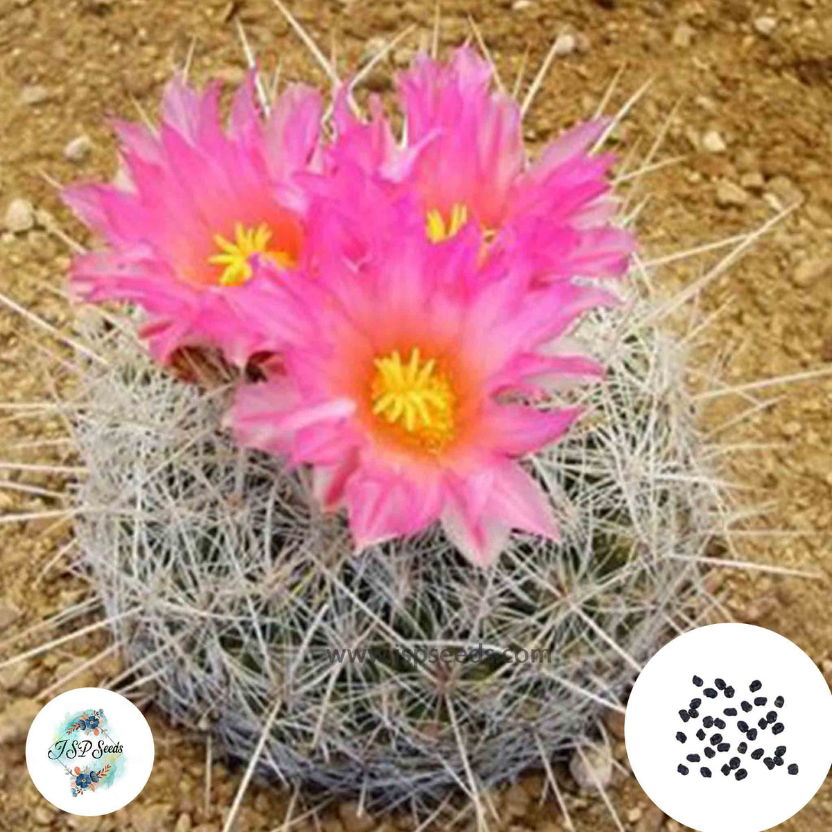 40 Seeds Echinomastus macdowellii, Theloc Cactus Succulent seeds