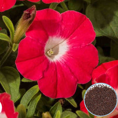 1000 Red Blanket Petunia Seeds Grandiflora, Multiflora, Milliflora Perennial Flowers Annual Seeds (Flower)