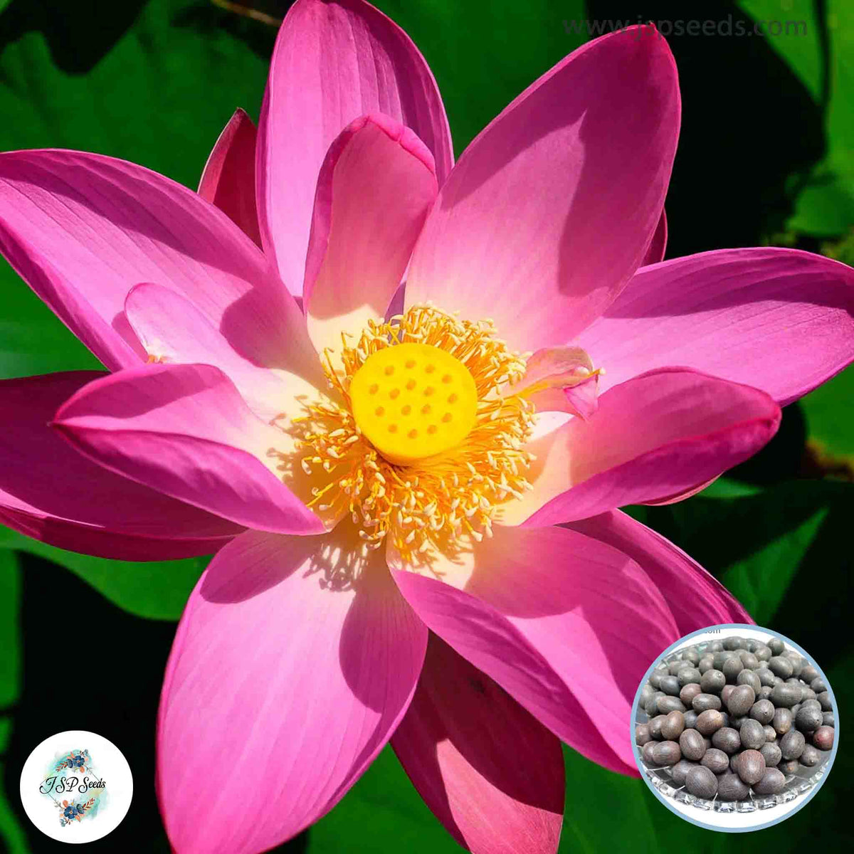 15 Thai Heirloom Lotus flower Bonsai Seeds Water Plants (Original Thai Seeds) 028