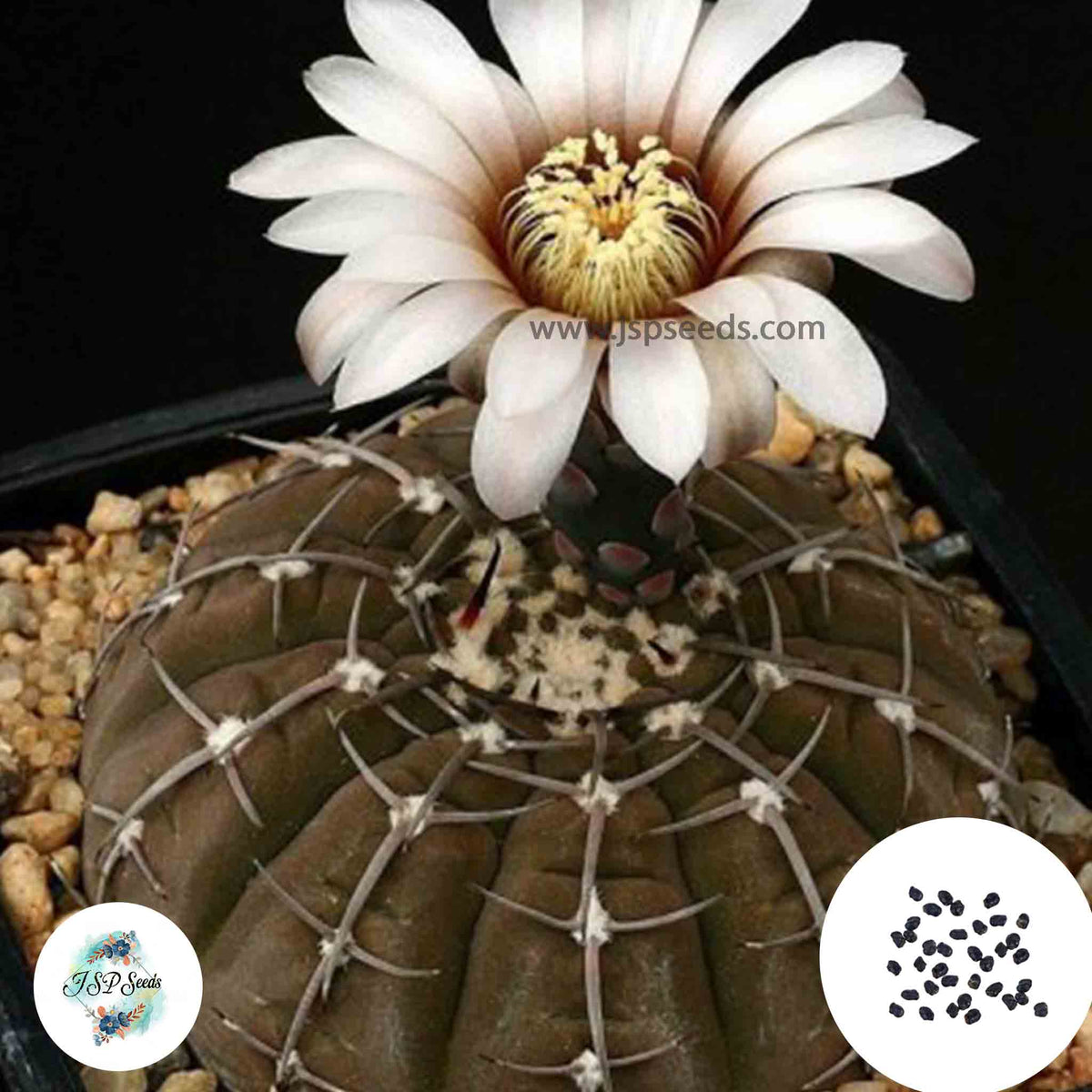 40 Seeds Gymnocalycium bodenbenderianum Cactus Succulent seeds