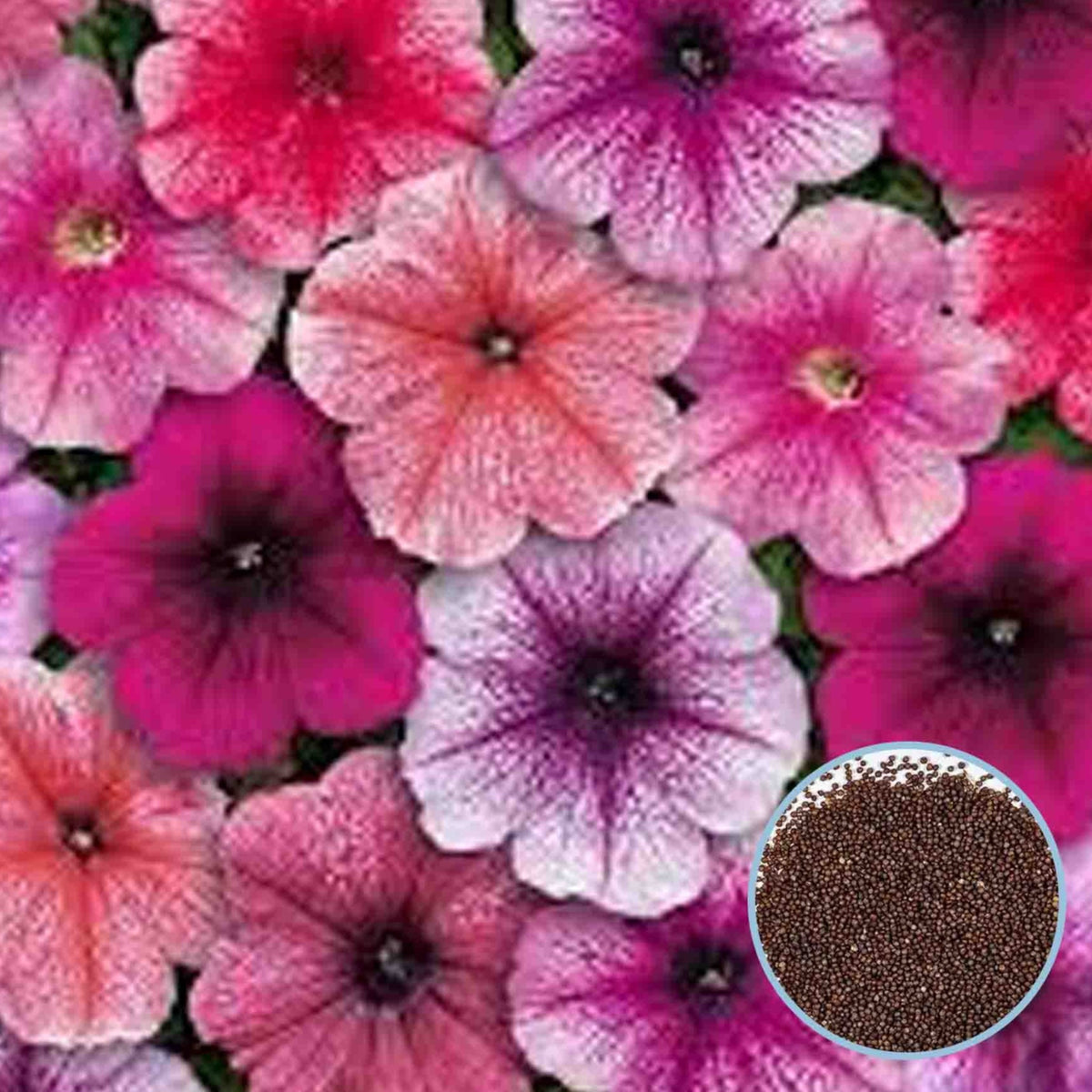 1000 Mix Mirage Petunia Seeds Grandiflora, Multiflora, Milliflora Perennial Flowers Annual Seeds (Flower)