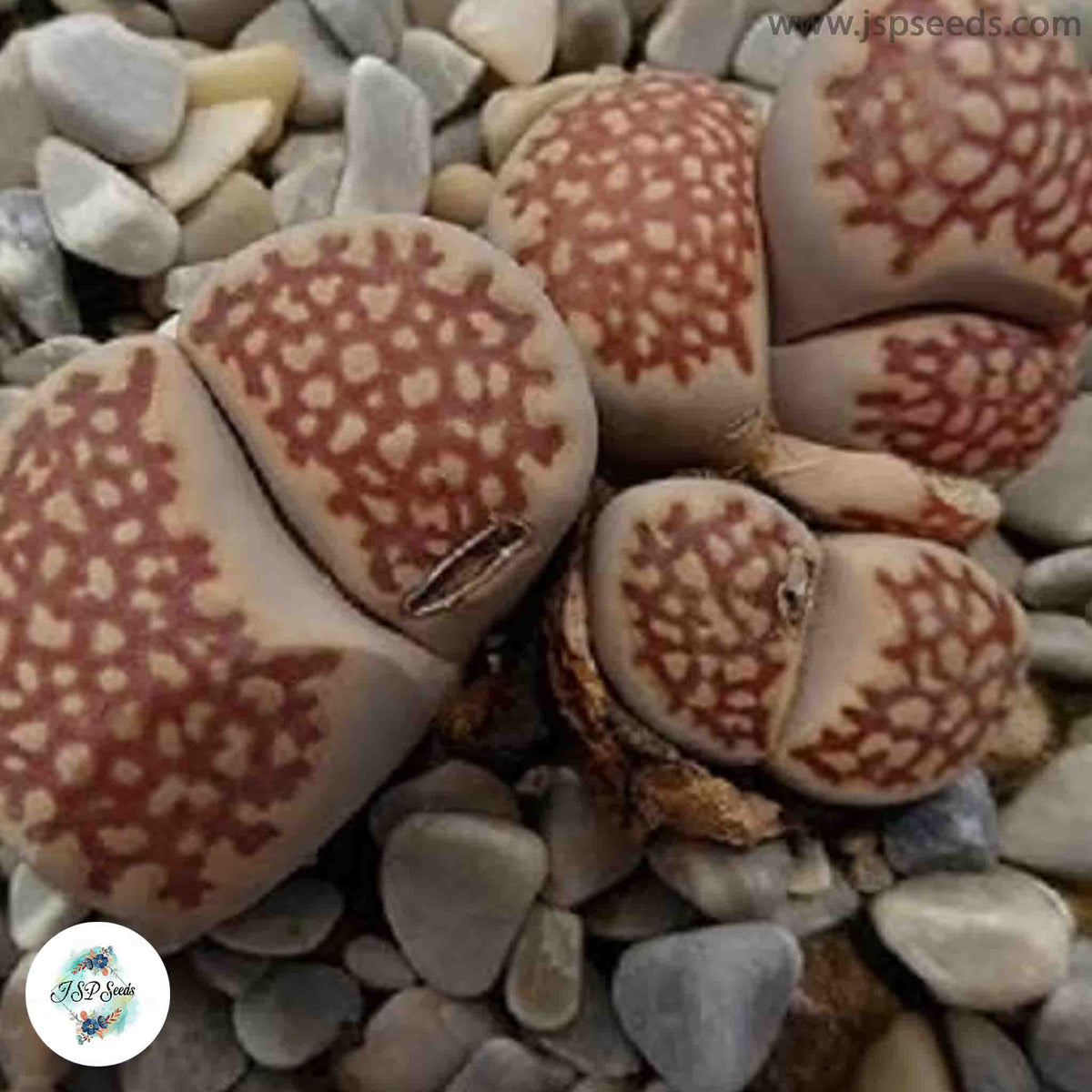 Lithops julii ‘Harlequin’ [RARE] / 40 seeds  (Living stones)