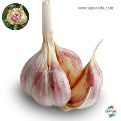 20 gram Spanish Roja Hardneck Garlic Bulbils (Organic Vegetable) Non-GMO Heirloom Seeds