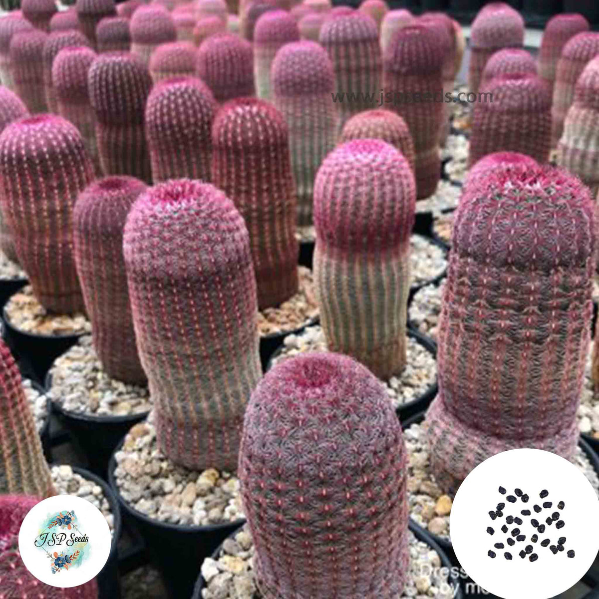 40 Seeds Echinocereus pectinatus v. rubispinus Cactus Succulent seeds