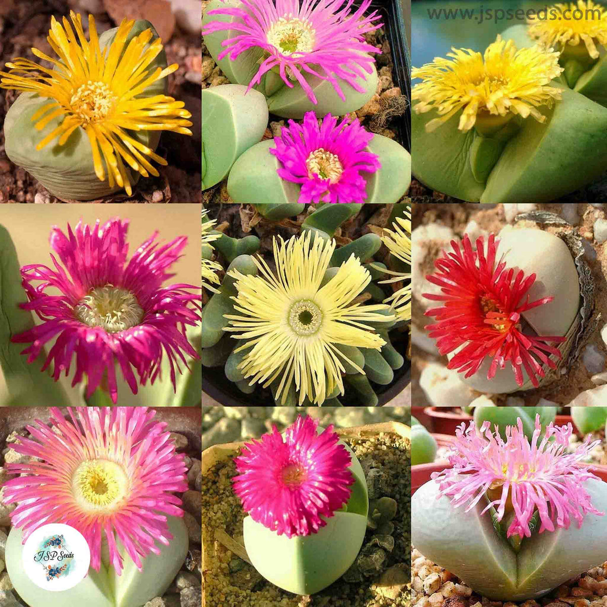 Argyroderma mix (Living stones) / 40 seeds