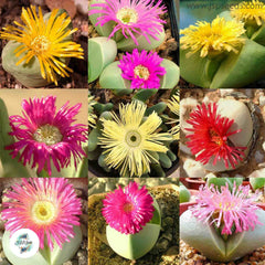Argyroderma mix (Living stones) / 40 seeds