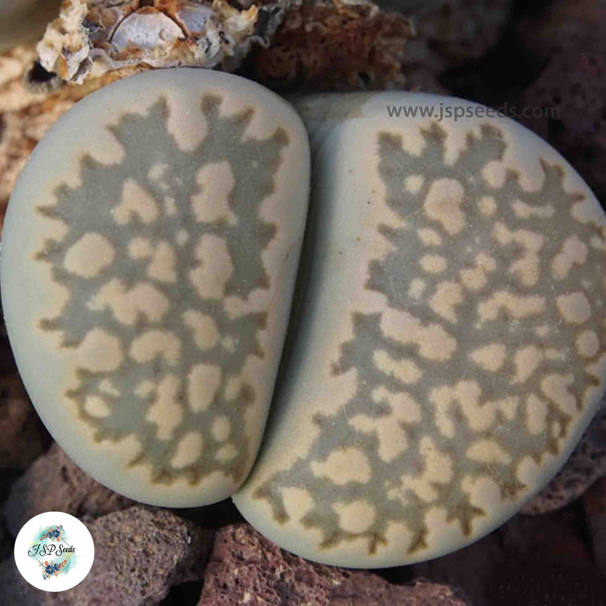 Lithops hallii C087 / 40 seeds (salicola reticulata)