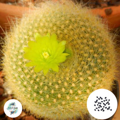 40 Seeds Brasilicactus graessneri Cactus Succulent seeds