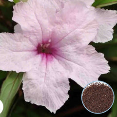 1000 Southern Star Pink Petunia Seeds Grandiflora, Multiflora, Milliflora Perennial Flowers Annual Seeds (Flower)