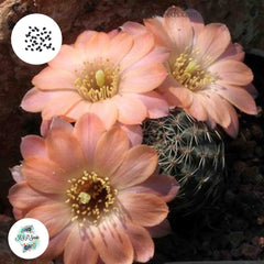 40 Seeds Mediolobivia oligitiformis Cactus Succulent seeds