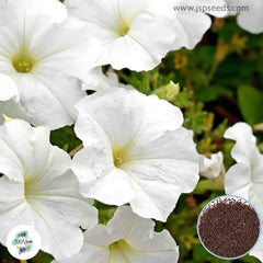 1000 White Petunia Seeds Grandiflora, Multiflora, Milliflora Perennial Flowers Annual Seeds (Flower)