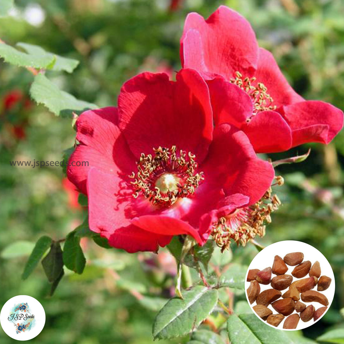 Ruga Rosa 100 Red Japanese Rose Ruga Rugosa Fragrant flower Bonsai Seeds – JSPSeeds