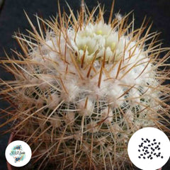 40 Seeds Echinofossulocactus vaupelianus Cactus Succulent seeds