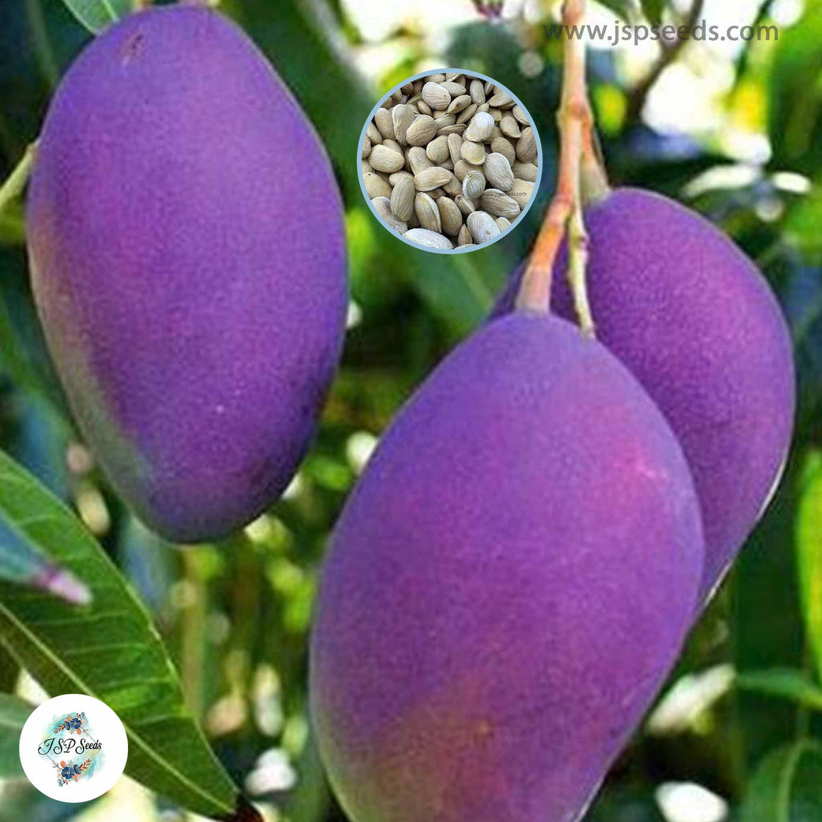 5 Thai Purple Sweet Nam Dok Mai Mango Seeds (Asia Fruit) Delicious Mango Fruit Tree (Mangifera indica L.)