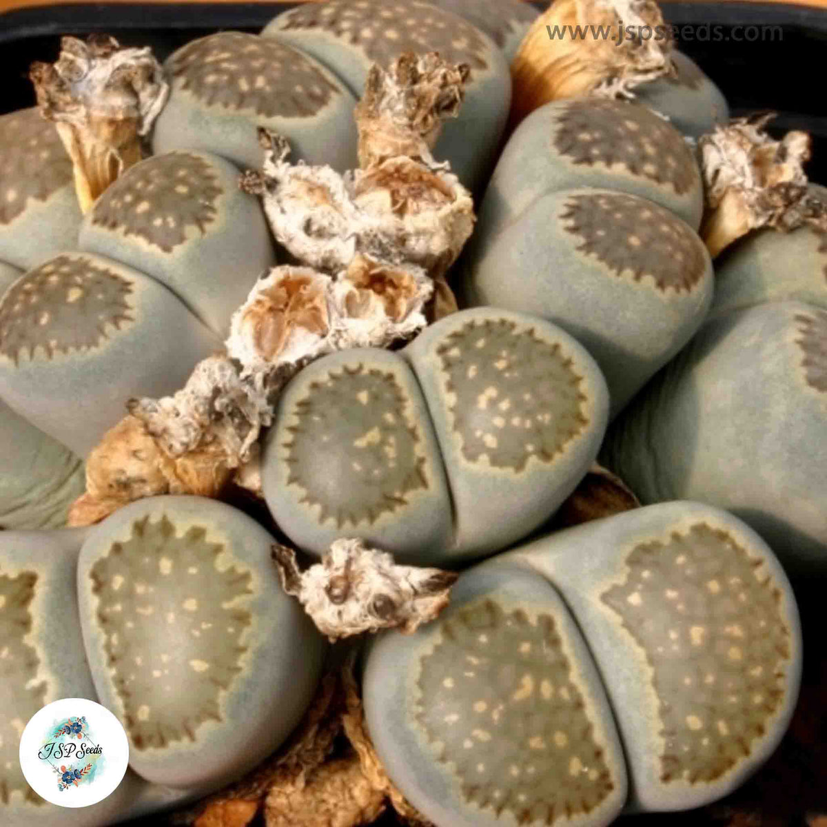 Lithops salicola C321 / 40 seeds (Living Stones)