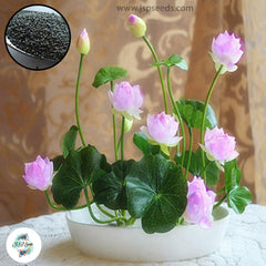 50 Thai Heirloom Mini Lotus Water lily flower Bonsai Seeds Water Plants (Original Thai Seeds) 019