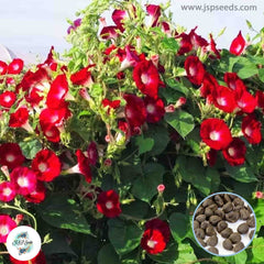 50 Red UK Morning Glory Seeds (MORNING GLORY)