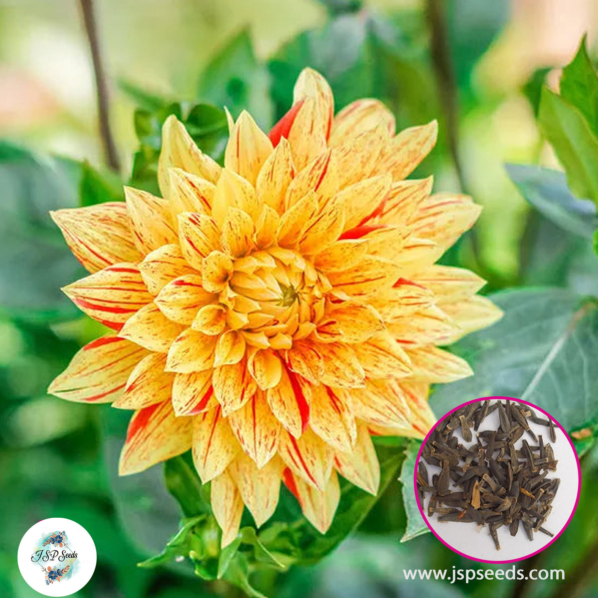 50 Yellow and Red Striped Dinner Plate Dahlia Seeds (Flower Garden Potted Plants)