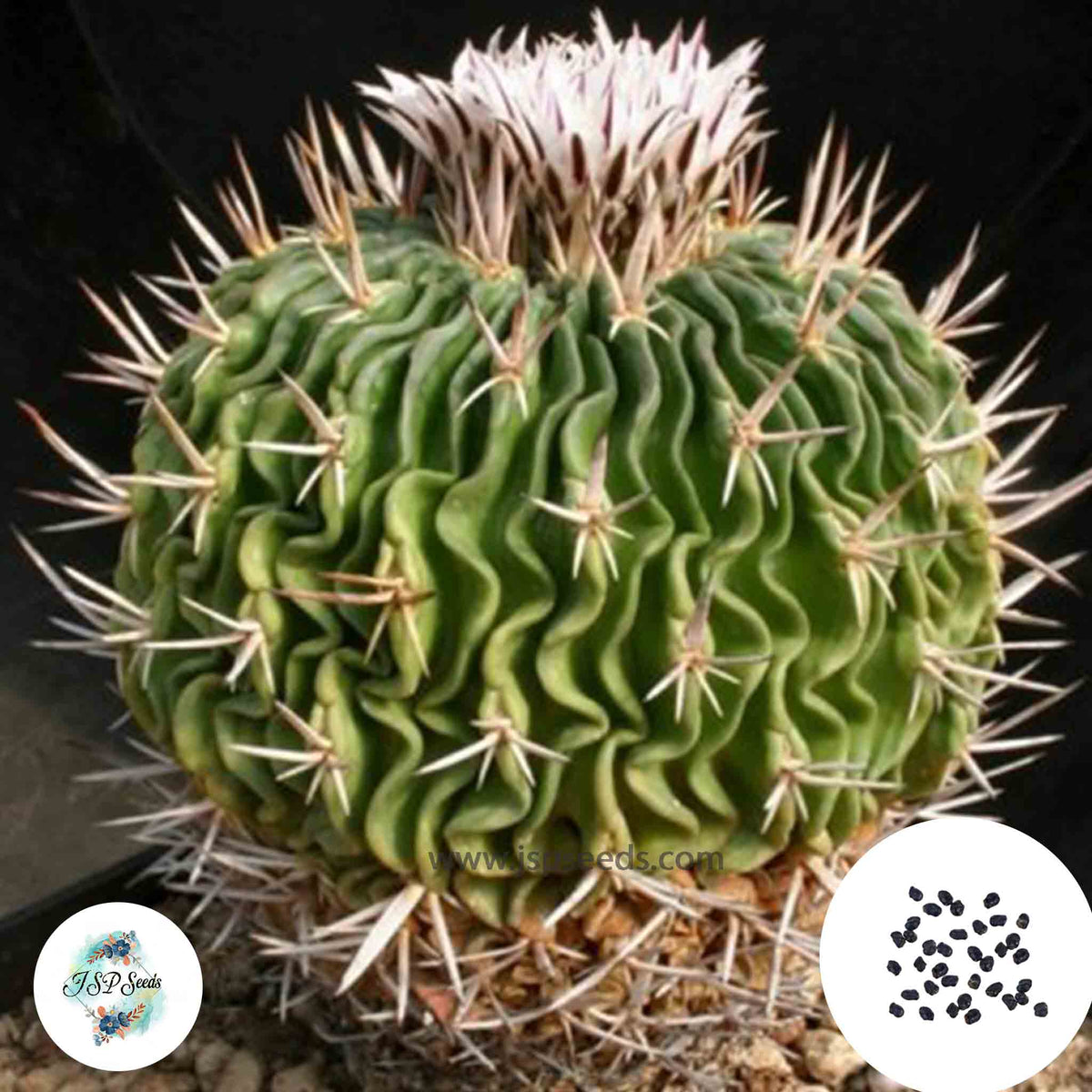 40 Seeds Echinofossulocactus pentacanthus Cactus Succulent seeds