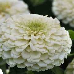 100 White Zinnia Flower Seeds (Flower Plants)