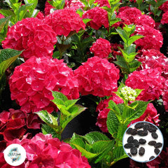 20 Red Hydrangea Seeds Perennial Hardy Flowers Seed Shrub