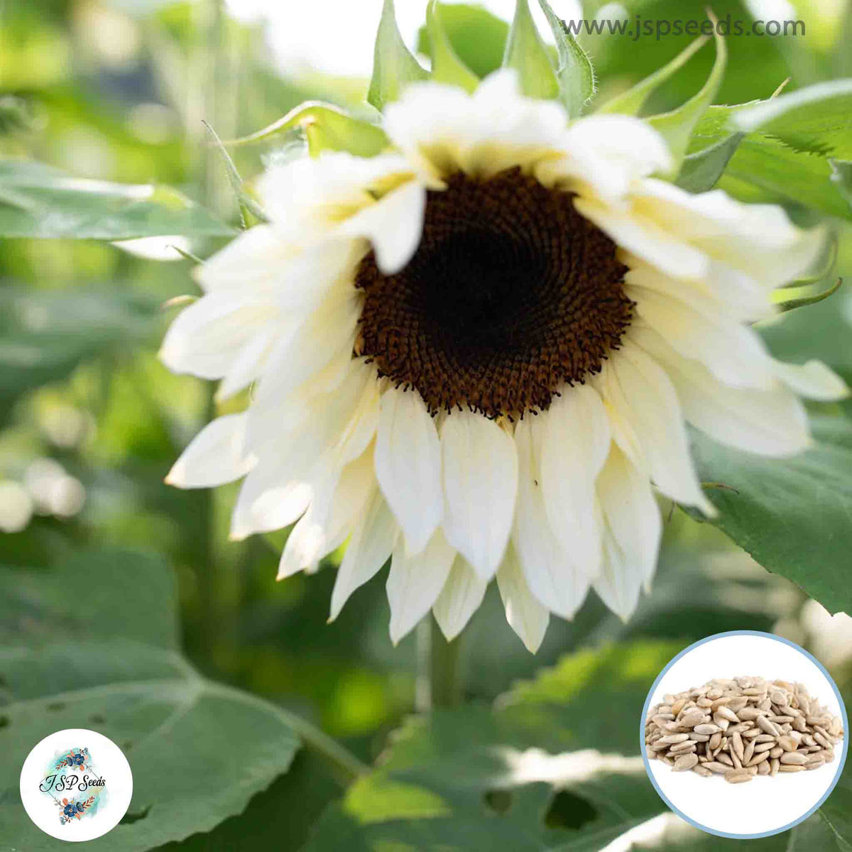 50 White Sunflower White Night Seeds (Flower Plants)