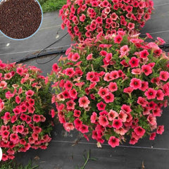 1000 Sanguna Petunia Seeds Grandiflora, Multiflora, Milliflora Perennial Flowers Annual Seeds (Flower)