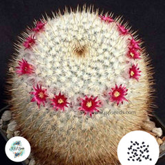 40 seeds Mammillaria fuauxiana  Cactus Succulent seeds