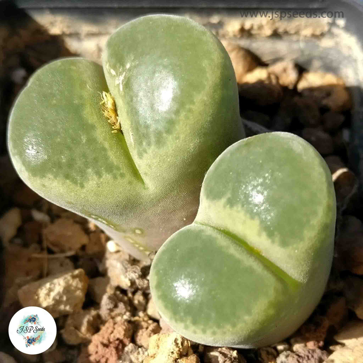 Conophytum praesectum / 40 seeds