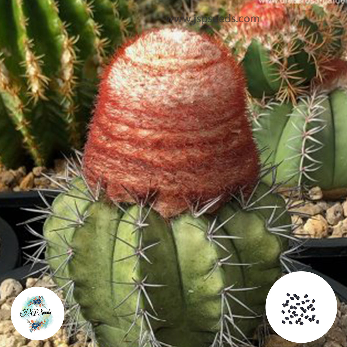 40 Seeds Melocactus violaceus Cactus Succulent seeds (imported seeds from Germany)