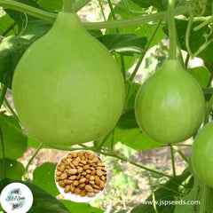 20 Thai Round Gourd Seeds Apple Gourd, PRAECITRULLUS Indian Round Gourd, Indian Baby Pumpkin Seeds (Asia Vegetable)