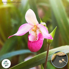 50 Paphiopedilum Orchids) Lady Slipper Orchid flower Seeds (Flower Garden Potted Plants)