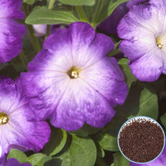 1000 Purple Merlin Petunia Seeds Grandiflora, Multiflora, Milliflora Perennial Flowers Annual Seeds (Flower)