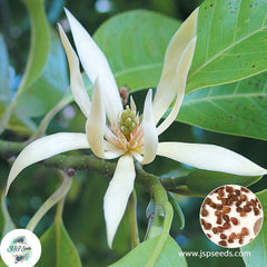 20 White Champak Michelia champaca Michelia champaca L.Conchampa Seeds (Asia Flower)