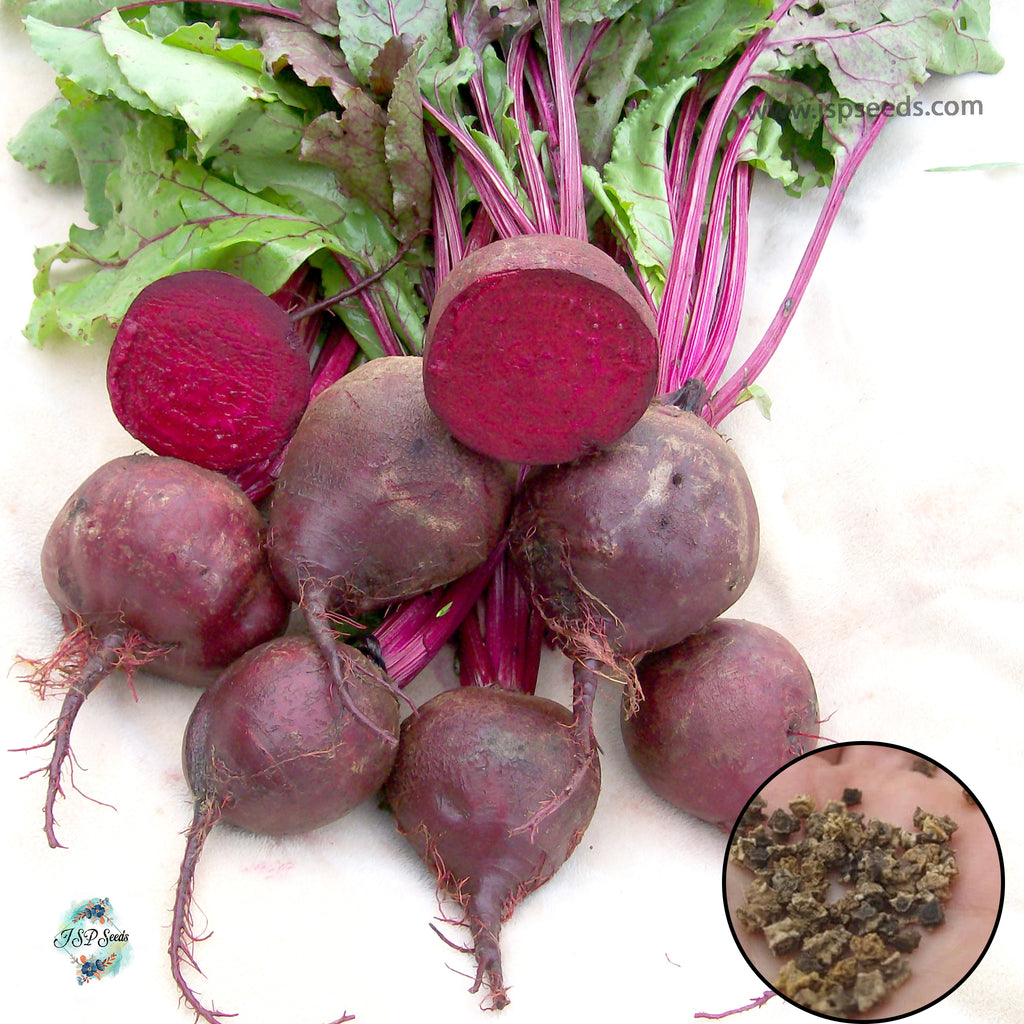 200 Beetroot Detroit Dark Red Beet Beta vulgaris Seeds – JSPSeeds