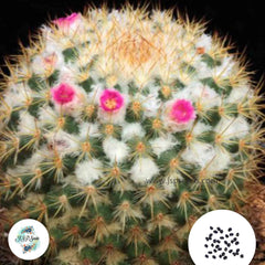 40 Seeds Mammillaria columbiana Cactus Succulent seeds