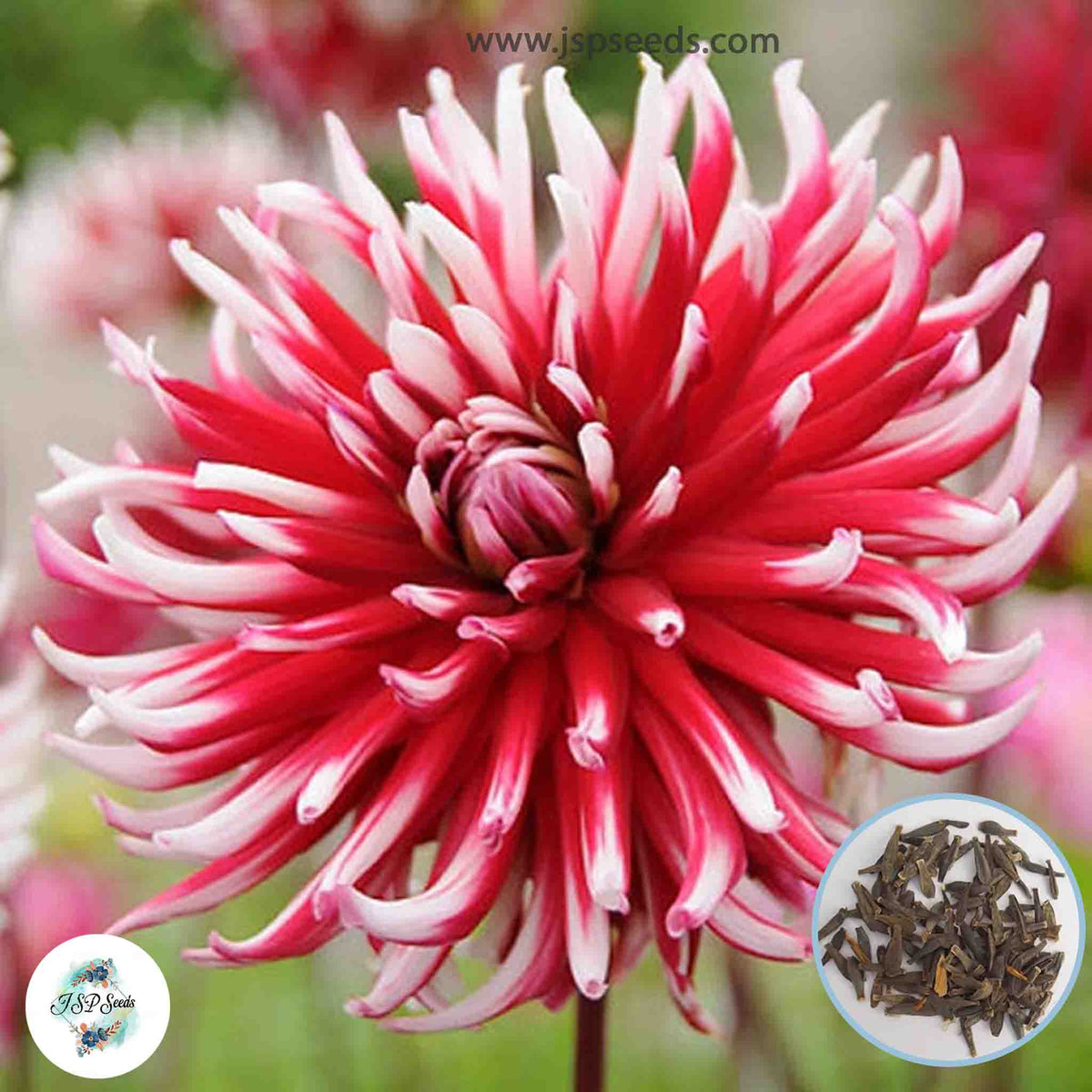 50 Frigoulet Dahlia Seeds (Flower Garden Potted Plants)