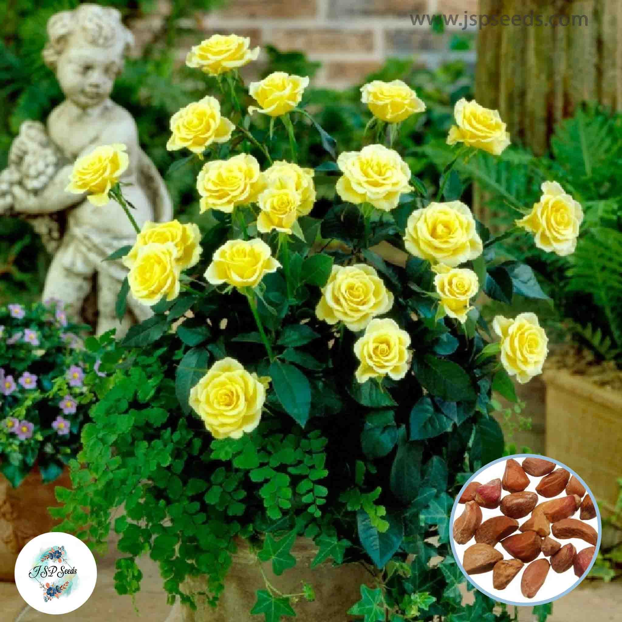 50 Heirloom Mini Miniature Yellow Rose Rosa bush Fragrant flower Bonsa ...