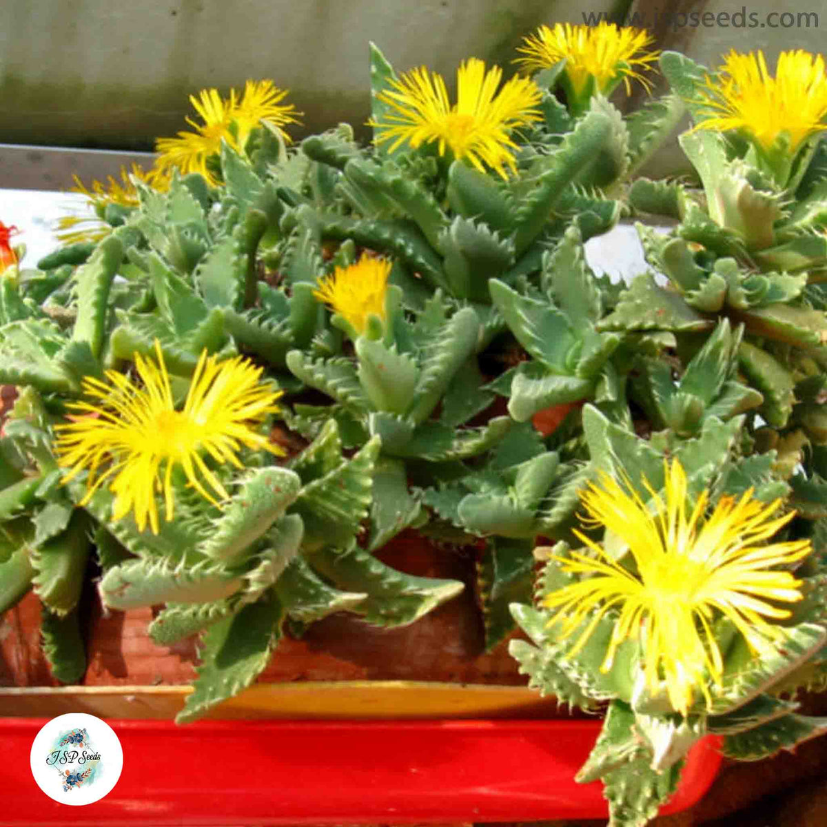 Faucaria tigrina / 40 seeds (Tiger Jaws, Shar Jaws)