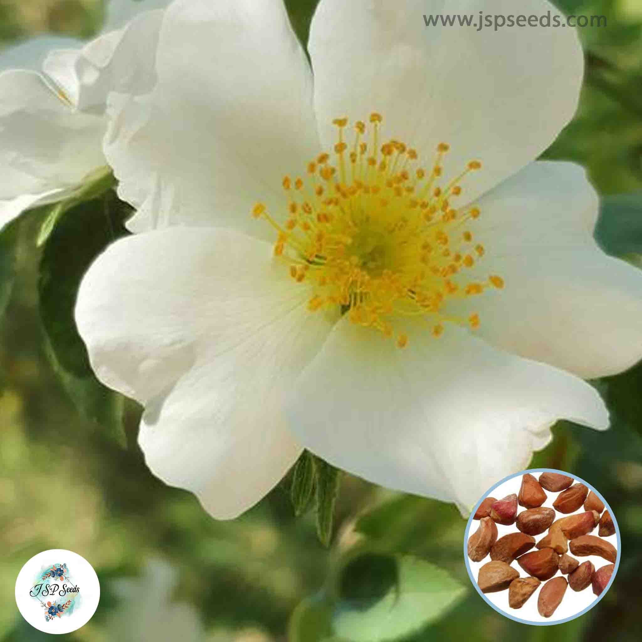 White Ruga 100 White Japanese Rose Ruga Rugosa Fragrant flower Bonsai Seeds – JSPSeeds