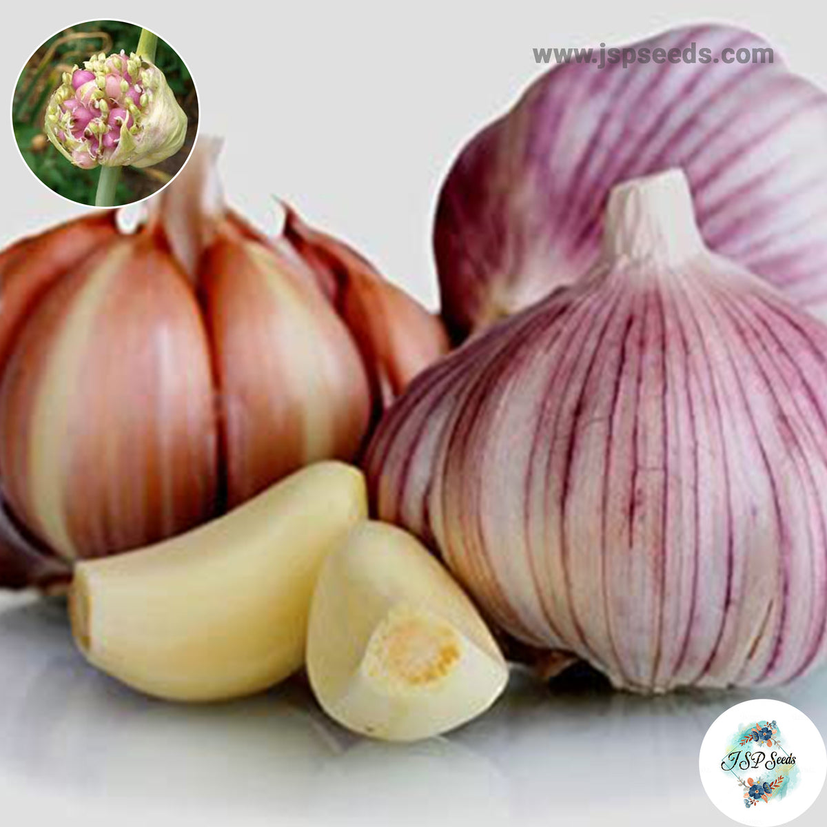 20 gram Siberian Hardneck Garlic Bulbils (Organic Vegetable) Non-GMO Heirloom Seeds