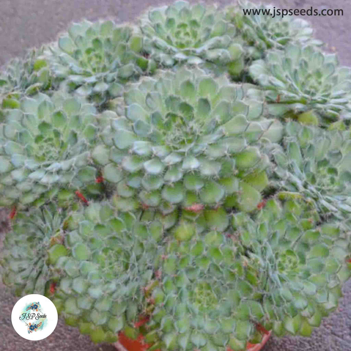 Echeveria setosa v ciliata / 40 seeds