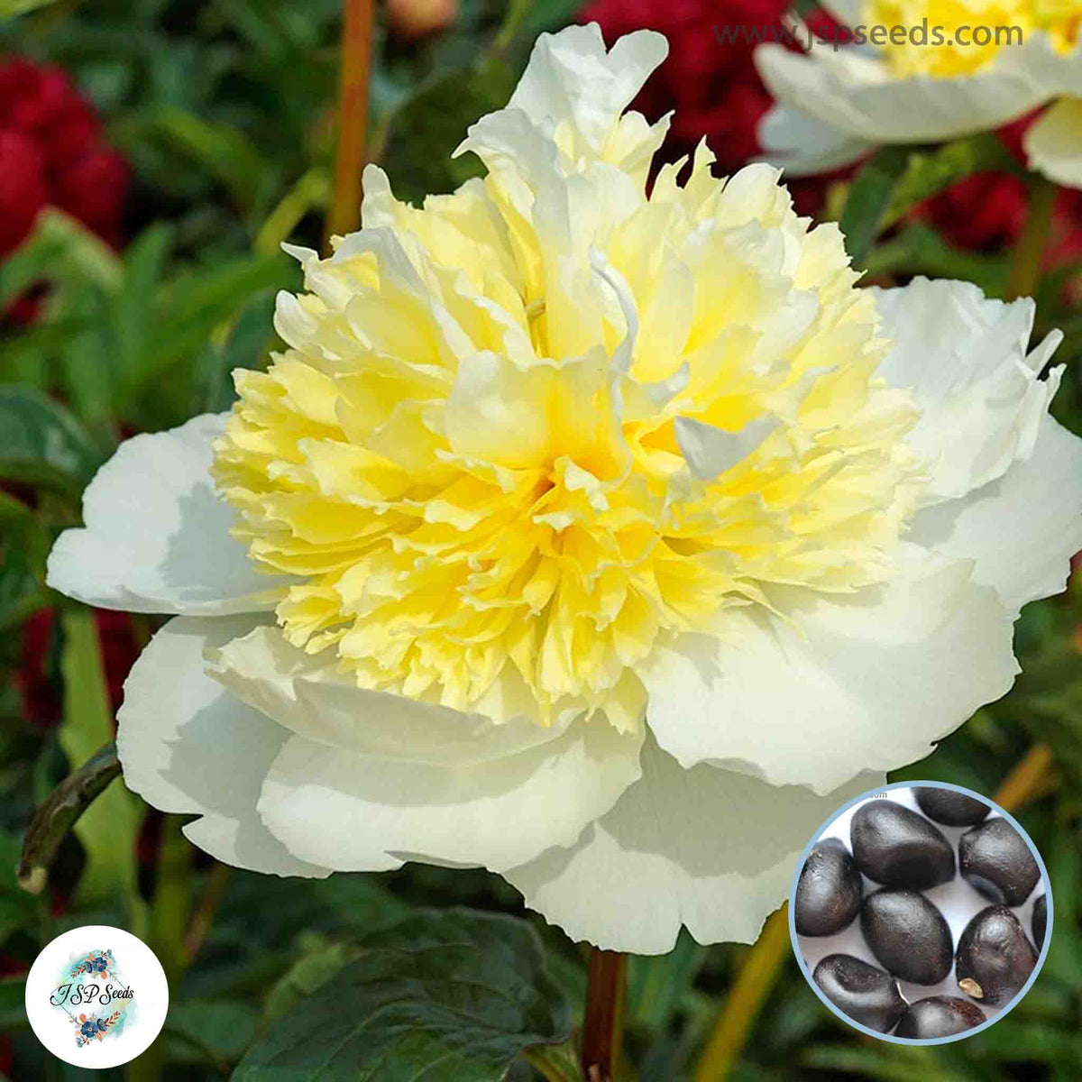 20 Honey Gold Peony Paeoniaceae Paeonia suffruticosa Tree Flower Plant Seeds (Lucky Flower) (Flower Garden Potted Plants)