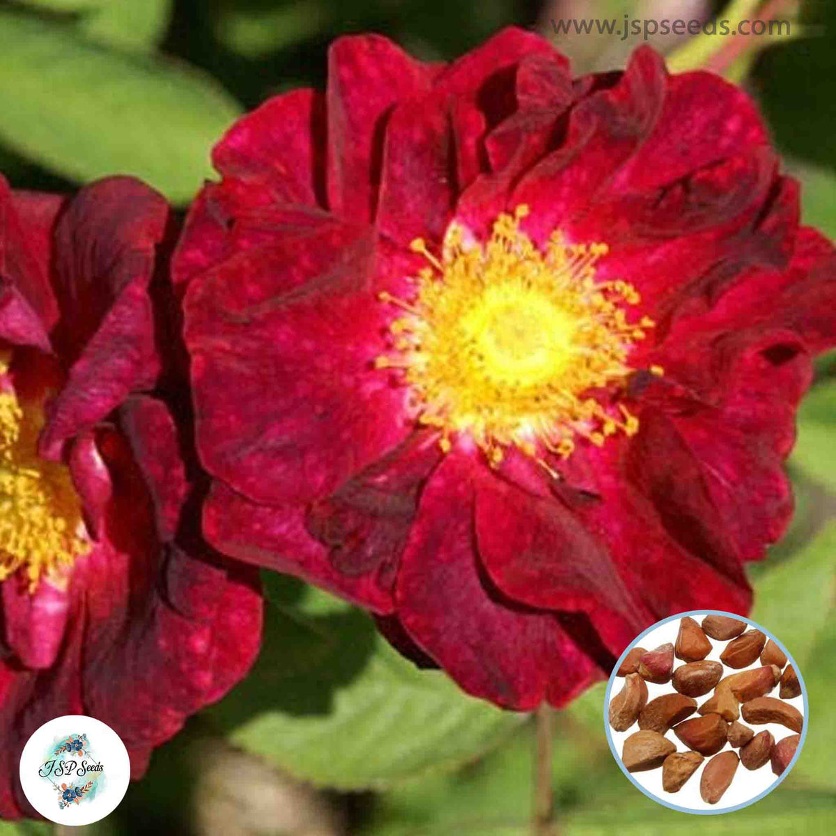 Ruga Rosa 50 Heirloom Dark Red Japanese Ruga Rugosa Rose Perennial Fragrant flow ...