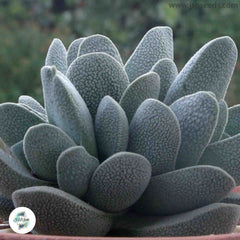 Crassula tecta / 40 seeds (Lizard Skin Crassula)