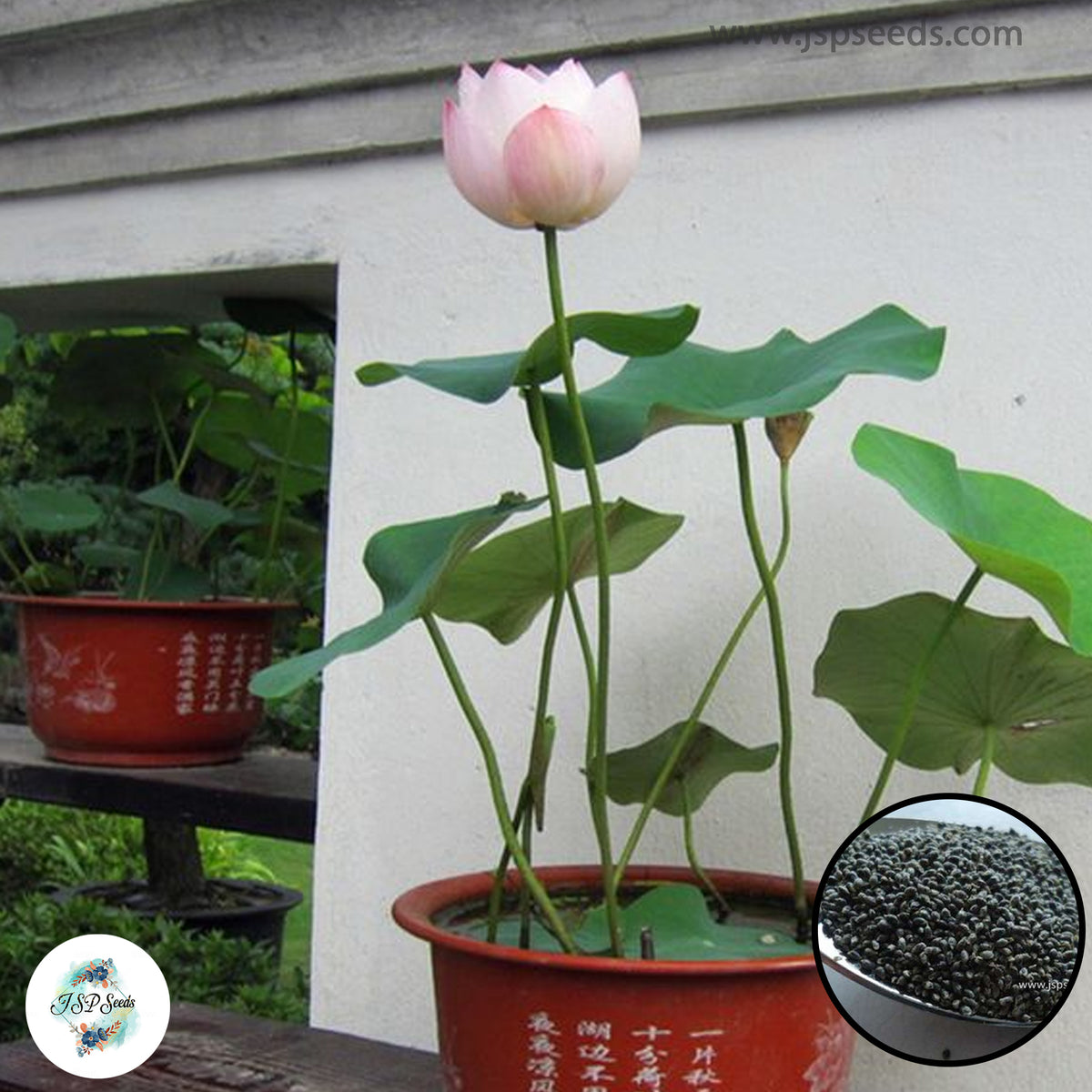 50 Thai Heirloom Mini Lotus Water lily flower Bonsai Seeds Water Plants (Original Thai Seeds) 012